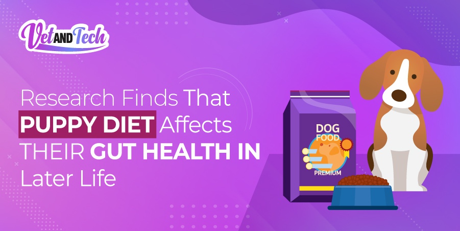 Research published in Scientific Reports Journal revealed that a puppy diet of non-processed meat, human leftovers, and raw bones might protect dogs against certain gastrointestinal disorders later in life.