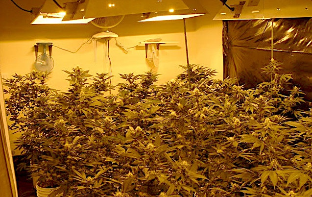 Cannabis indoors garden: You can take complete control - The Leaf Online