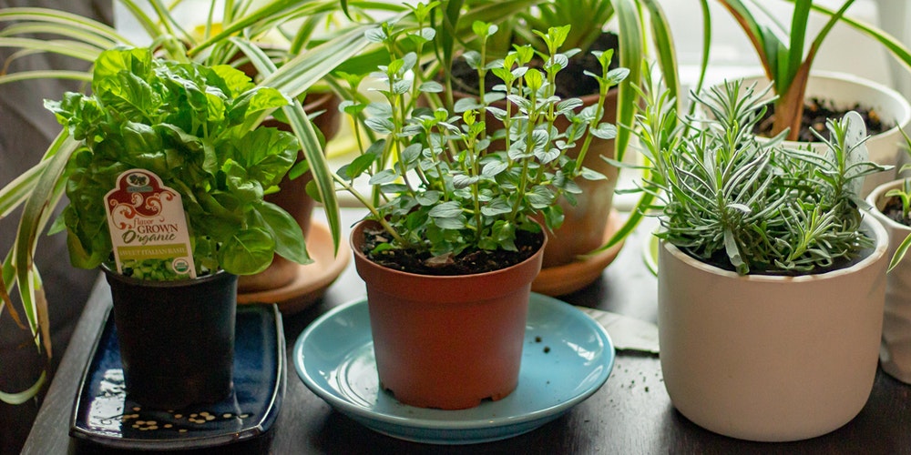 Green Thumbs AT HOME: How to Start a Kitchen Window Herb Garden